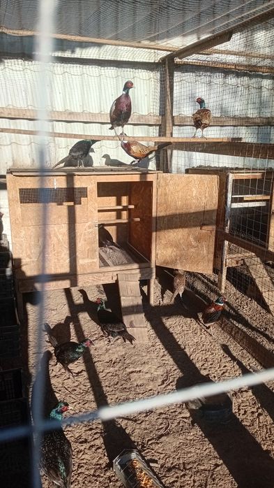 Fazani  tineret 2025