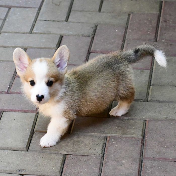 Cățeluș Corgi, vaccinat, microcipat, pedigree tip A, de Crăciun