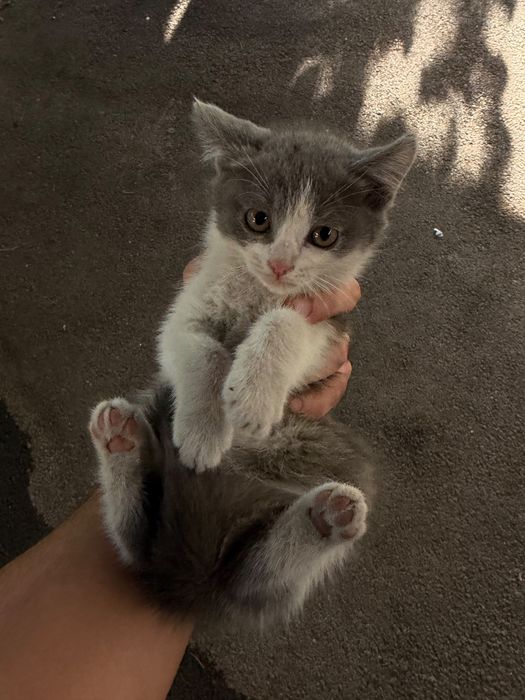 Отдам срочно котят
