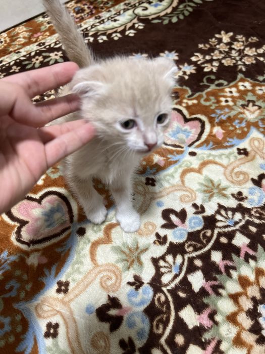 Shinshilla skotish fold