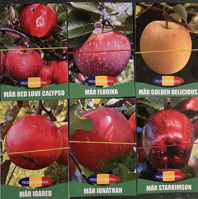 Pomi Fructiferi Certificati Si Ambalati Pentru Revanzare