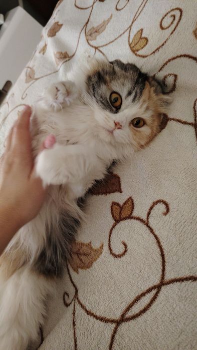 Отдам  вислоухую кошечку