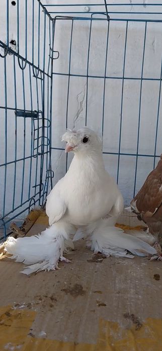 Голуби игровых кровей
