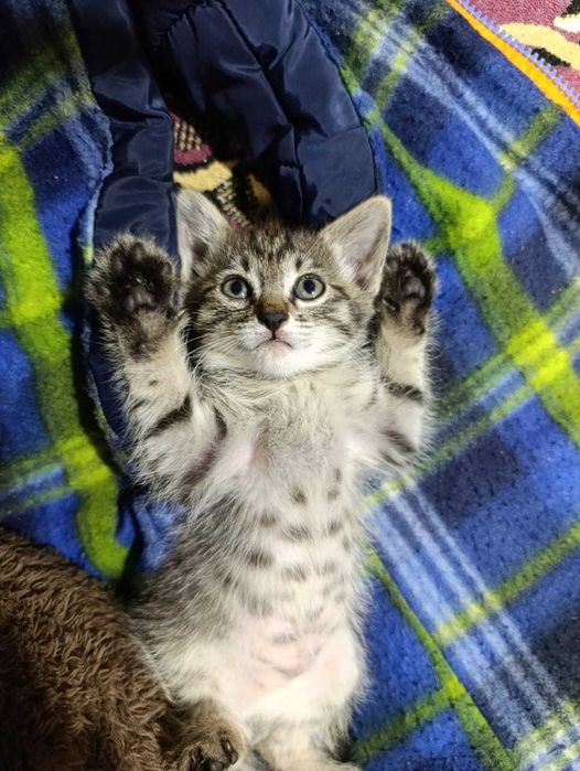 Отдам котят в добрые руки