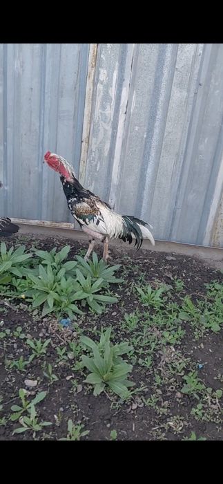 Продам дакана аа