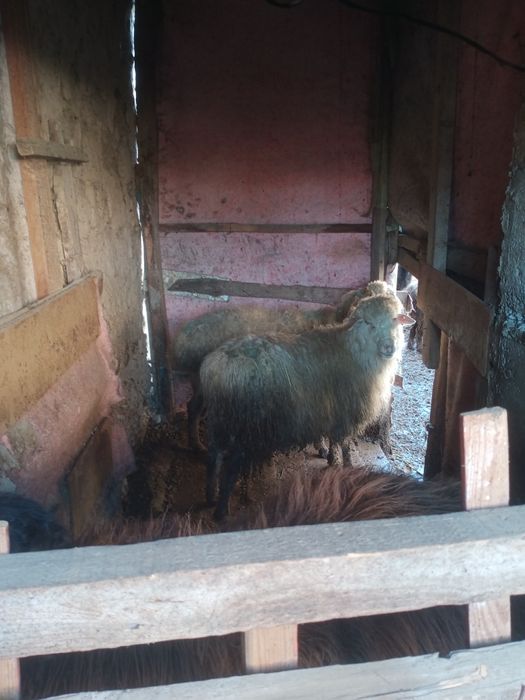 Семиз койлар сатылады бордакы