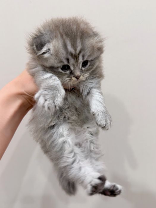 Котята вислоухая