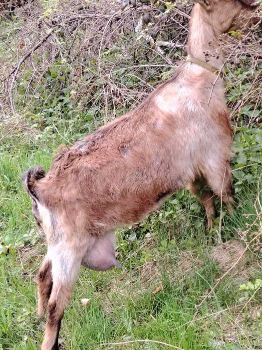 Vând capră alpină