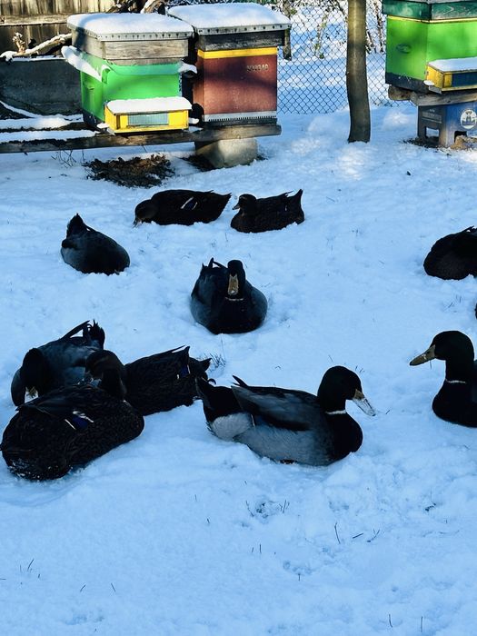 rățoi rasa rouen 2025