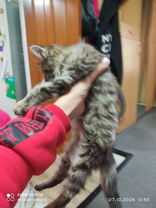 Отдам котёнка в добрые руки