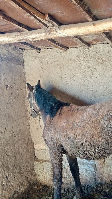 Гарантия жирны 100%