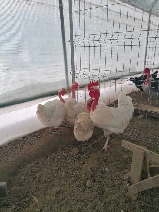 Oua de încubat din rasa sussex și gât golaș de Transilvania