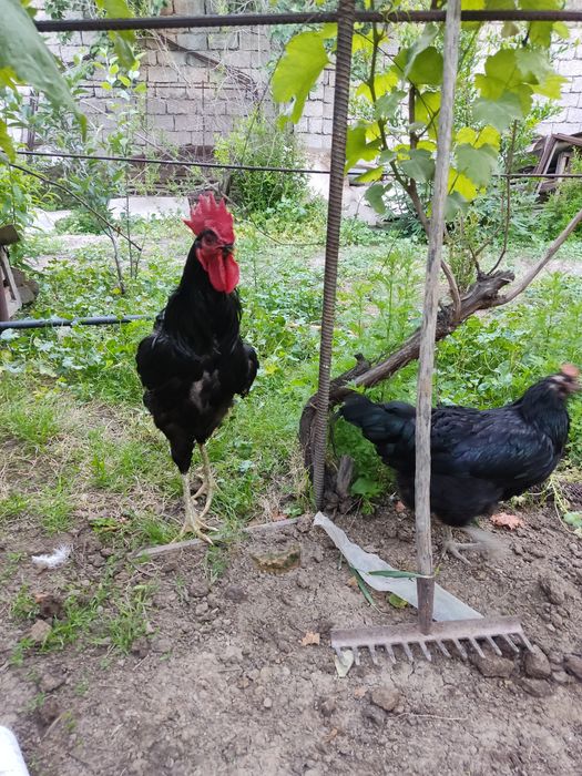 Қорашахзода хўрозлар сотилади.