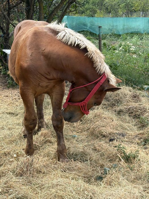 Vând mânz de 5 luni. Sau schim cu trăsura pentru un cal