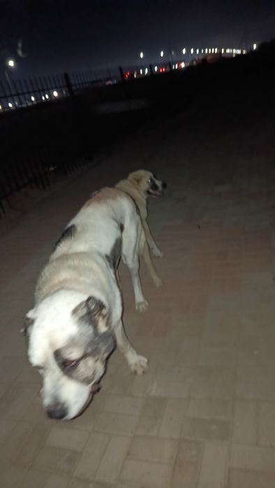 Төбет күшік линиясы жақсы