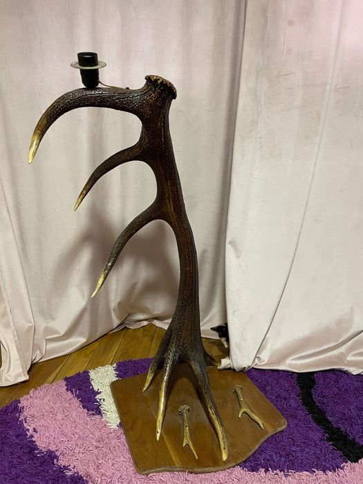 Vând corn mare de cerb stil veoza are7 coarne se văd an poze