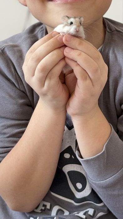 Vand hamster cu cusca