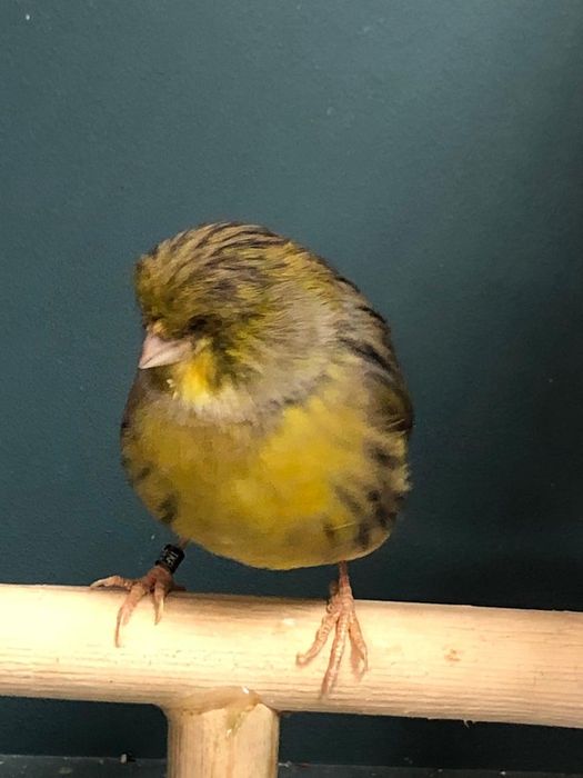 Канарейка кенор самец Глостер