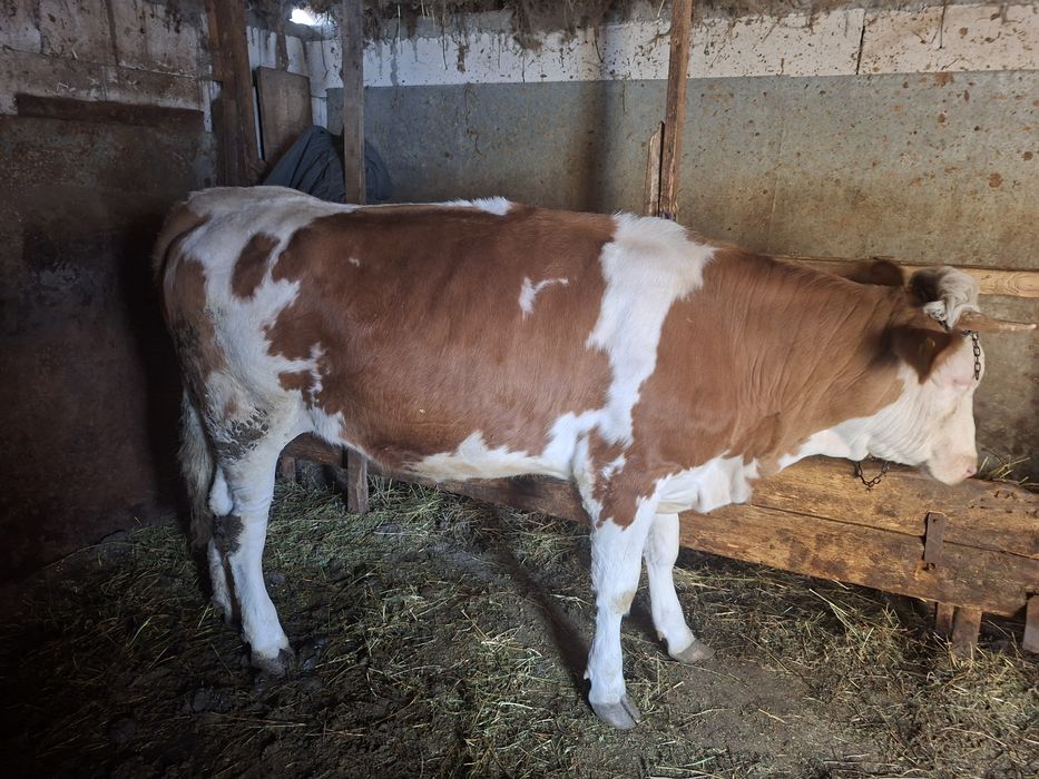 Vand junica in jur de 400 kg