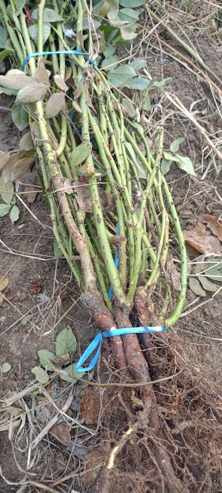 Atirgul kuchat sotiladi