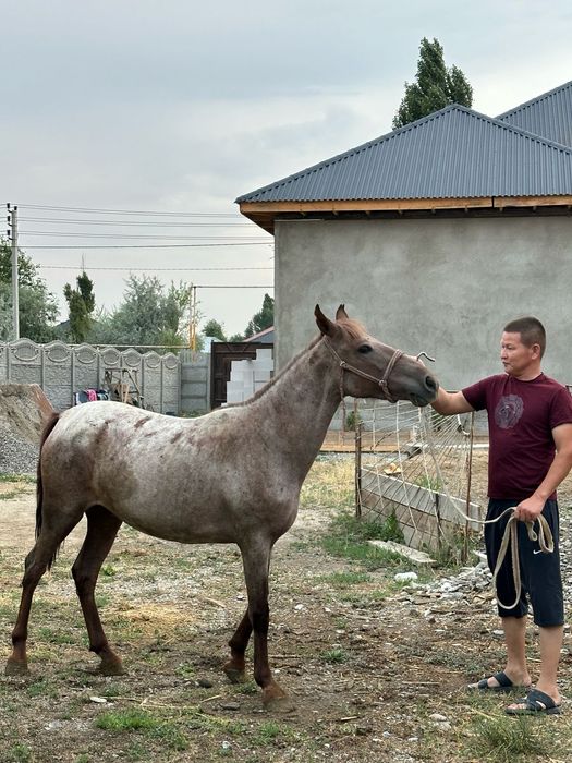Байтал сатылады жуас лошадь