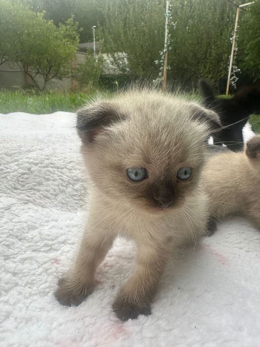 Котята Шотландские вислоухие