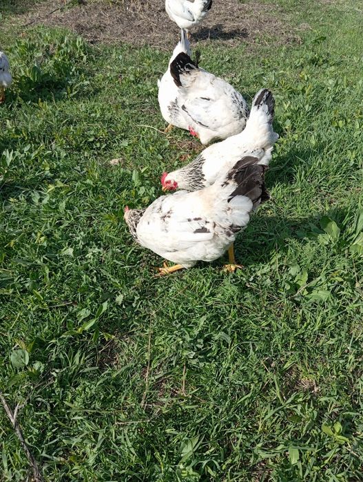 Adler tuxumlari sotiladi