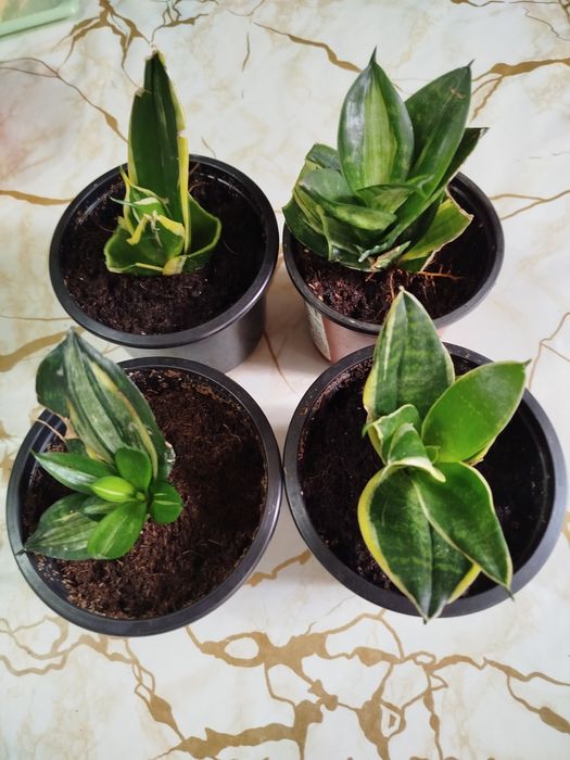 Сансевьерия комнатная