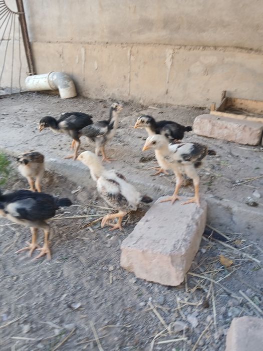 Dakan jojala sotiladi 7 ta
