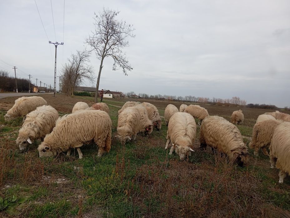 Oi de vânzare tinere kg fi of cu gs tu y te tuhjkjhhhg dar saahhxzxvvs