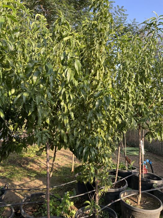 Pomi la ghiveci pe rod