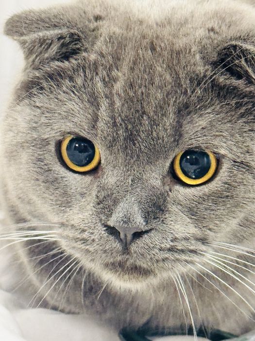 Вязка!! Нужна кошка