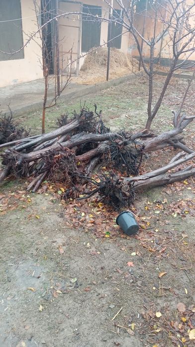 Utin sotiladi mevali daraxtdan