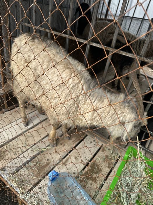 Продам коза молодая срочно