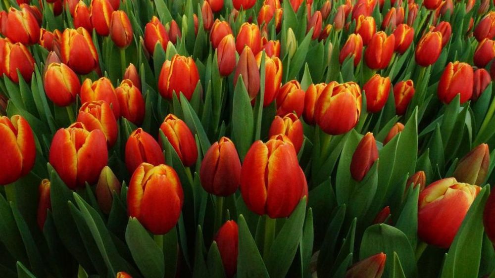 Тюльпаны с луковицами