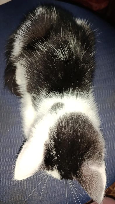 Отдам котенка девочка,3 месяца