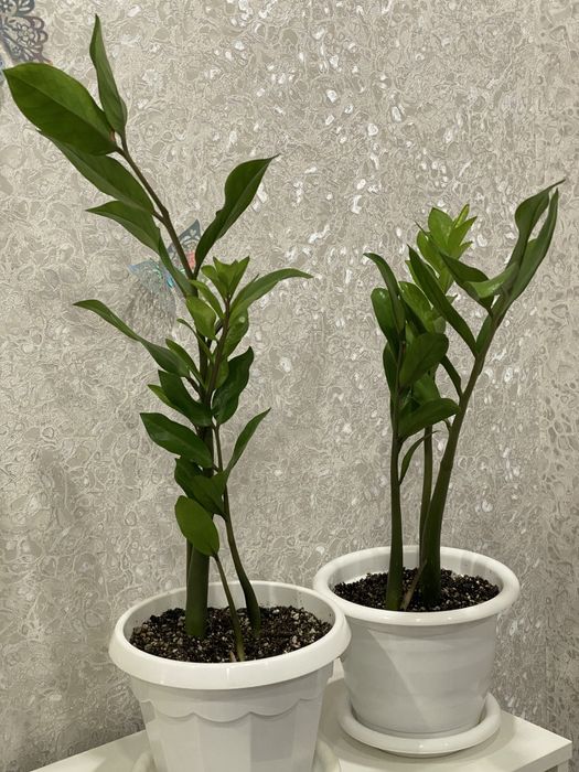 Долларное дерево