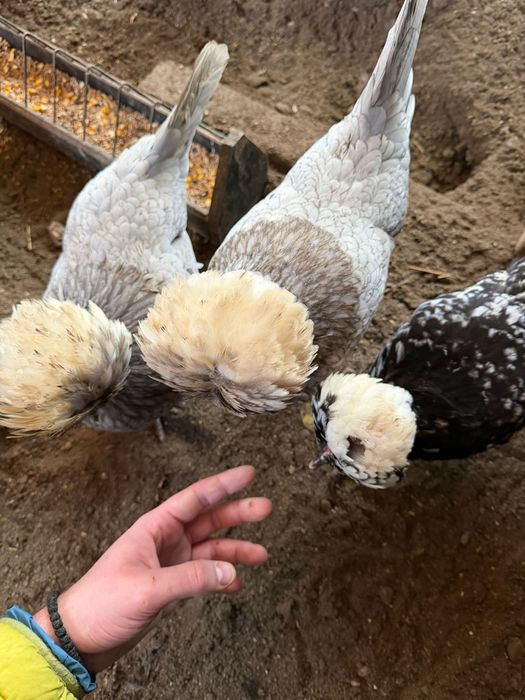 Vand oua de motate olandeze