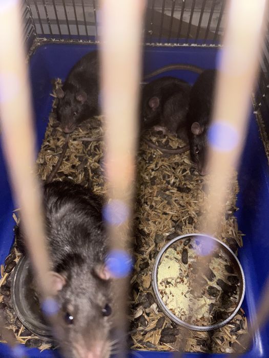 Отдаю  крыс дамбо