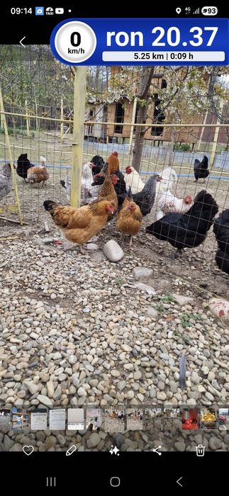 Ouă de vânzare de la găini crescute în libertate, cu cereale bio