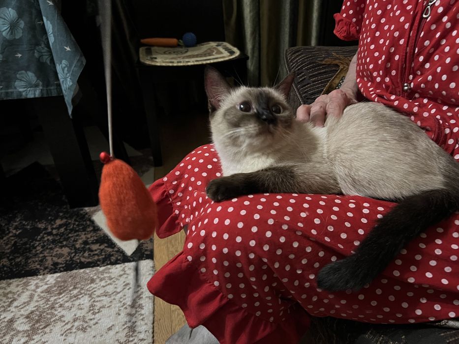 Домашний котенок девочка