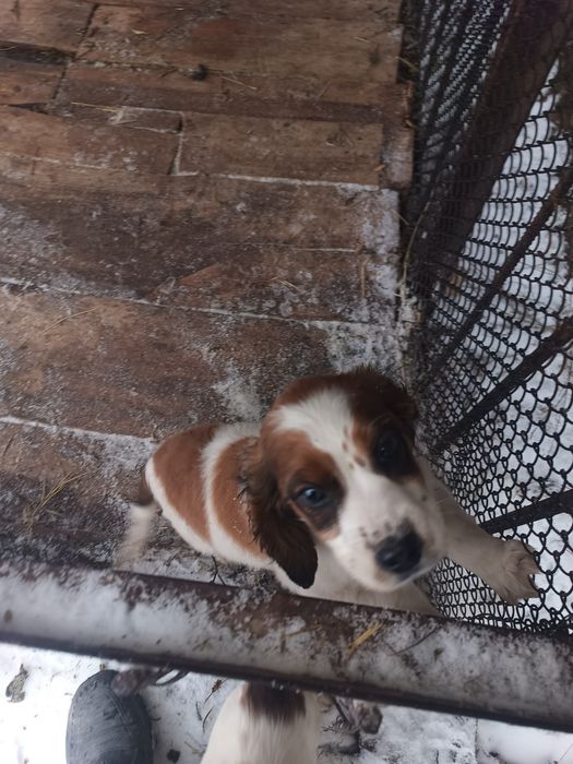 Спаниель күшік сатылады