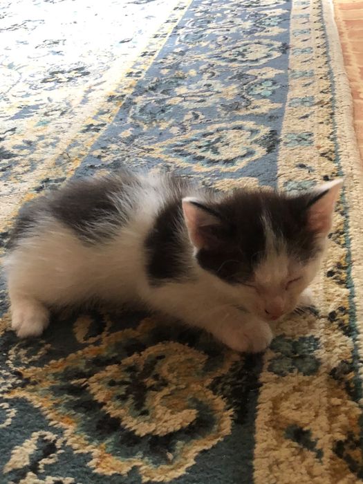 Отдам котят в добрый руки