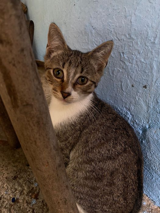 Motanel spre adopție