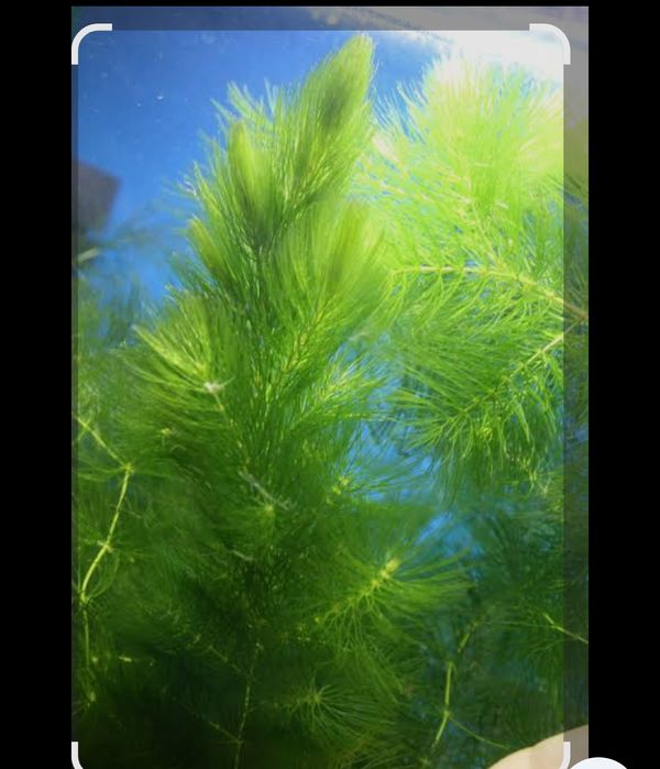 Продам растения для Аквариума