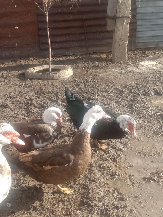 Продам Селезнеи и Индоуток  продам