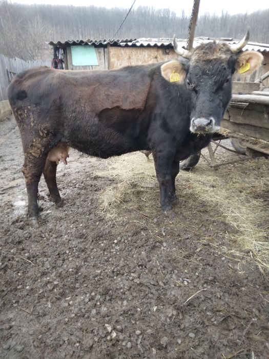 Vand Vaca gestanta in 8 luni !