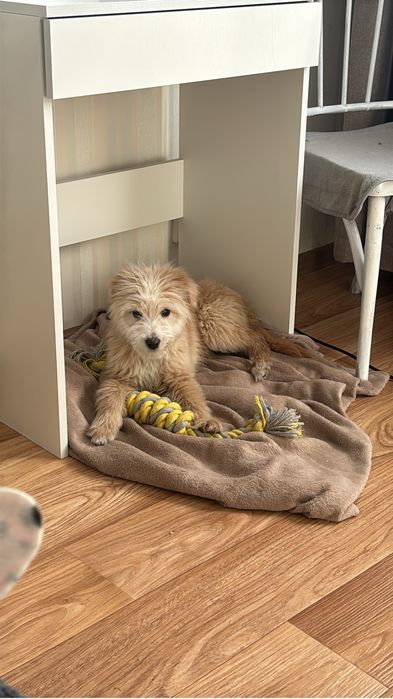 Щенок в добрые руки