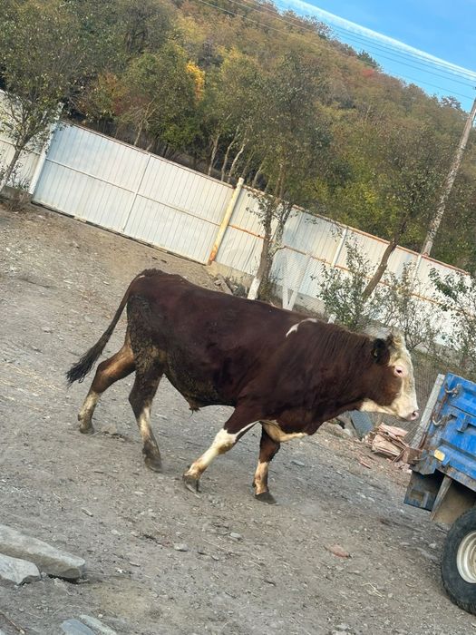 Vând vaca și taur