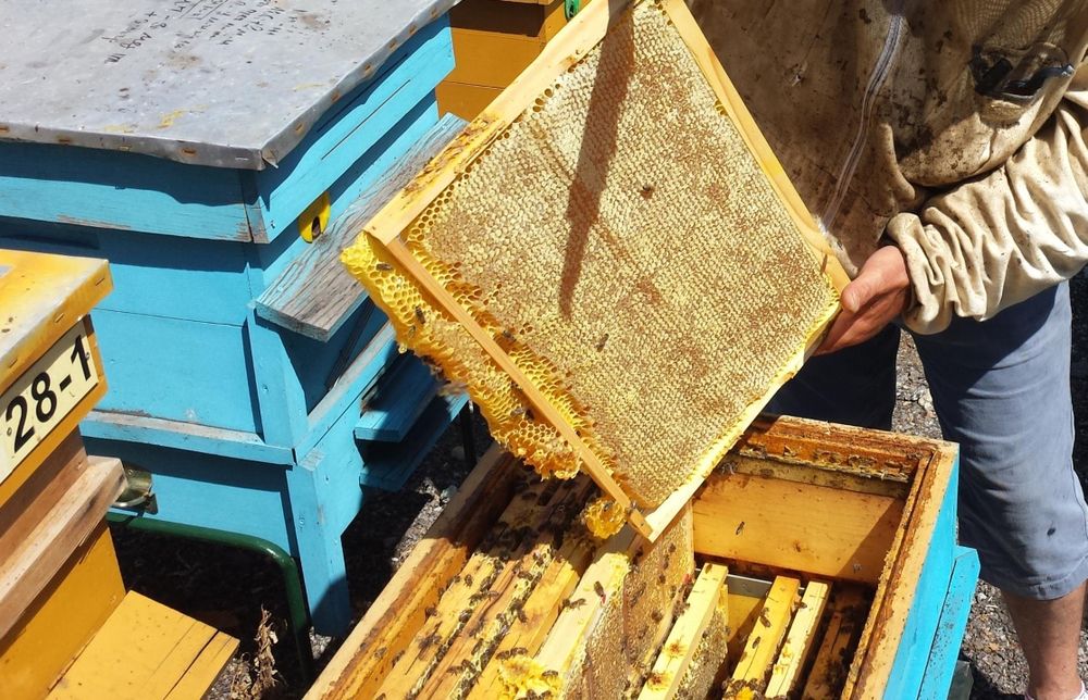 Пчелни семейства